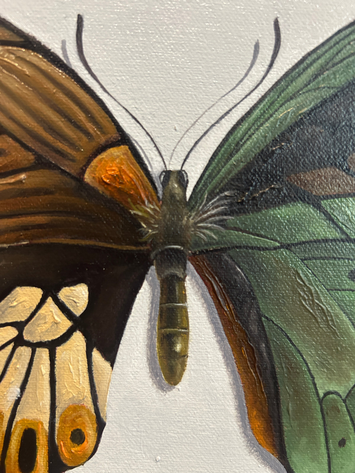 Mariposas