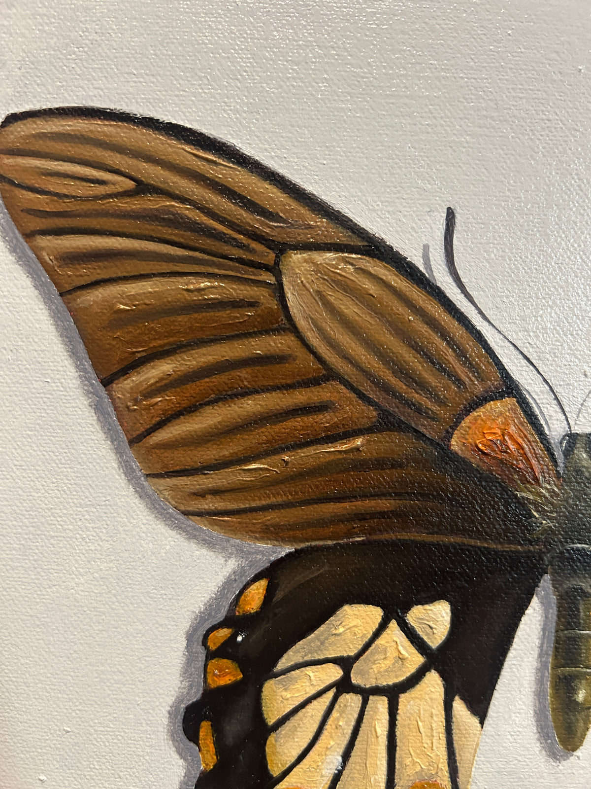 Mariposas