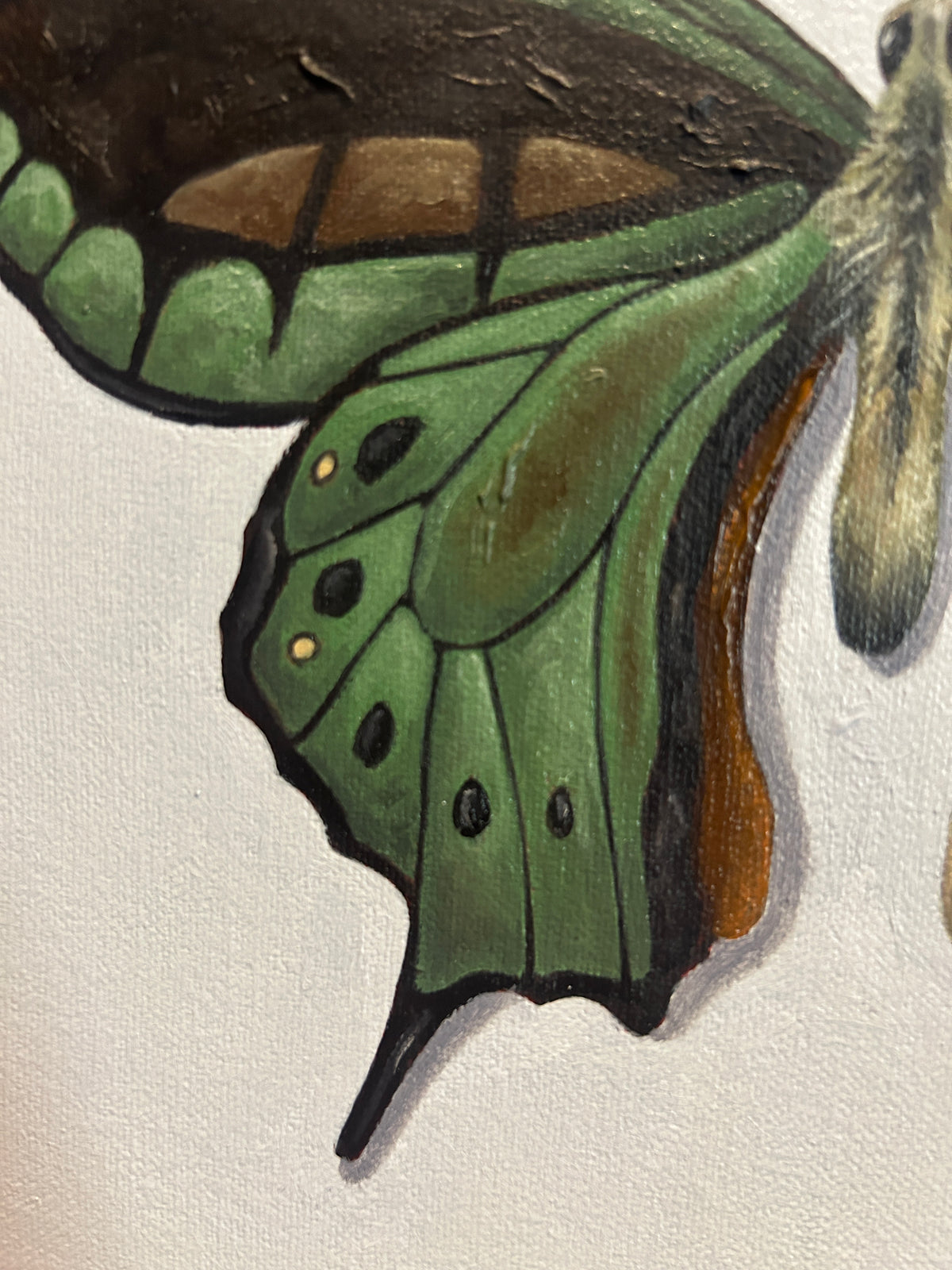 Mariposas