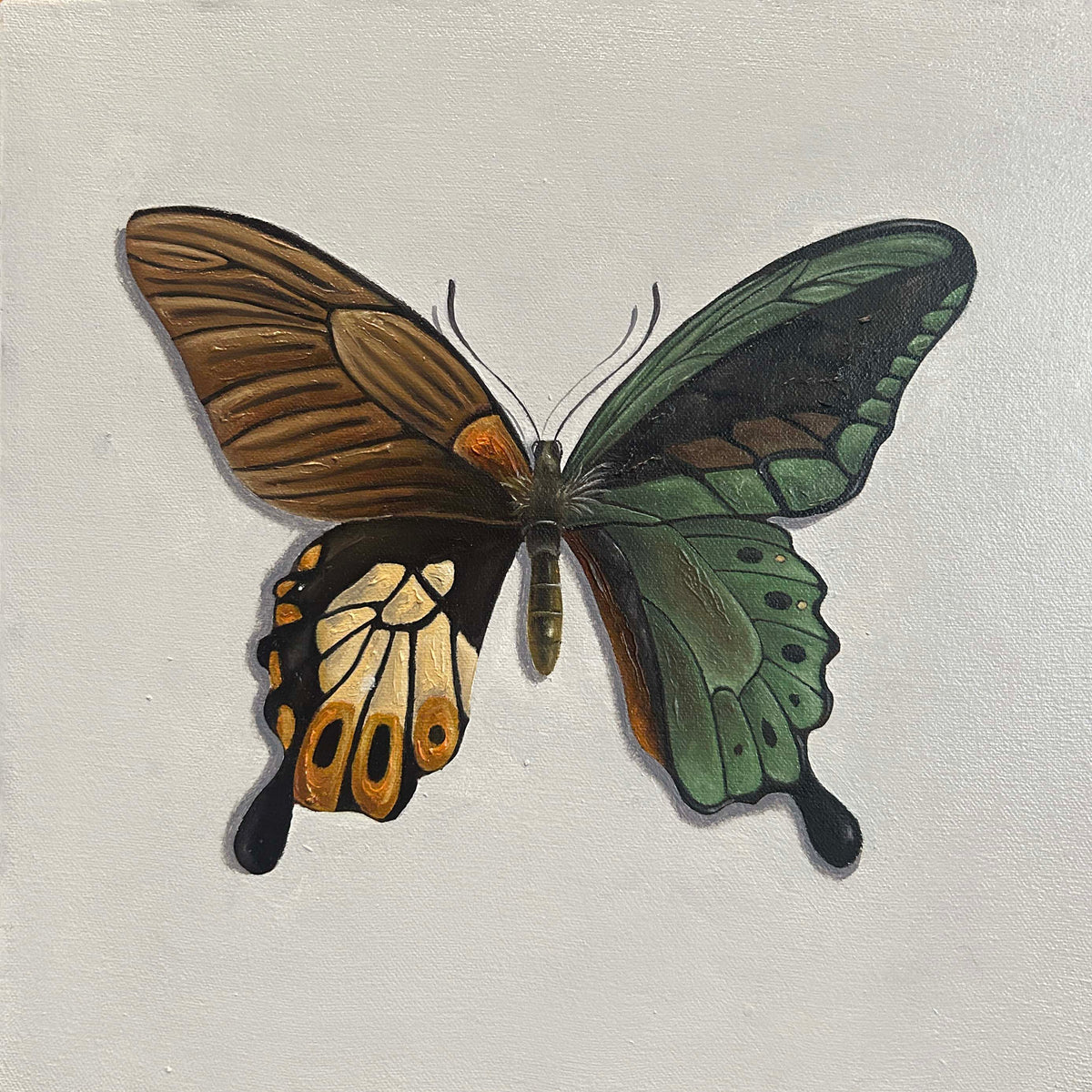 Mariposas